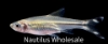 Picture of RASBORA: SCISSORTAIL