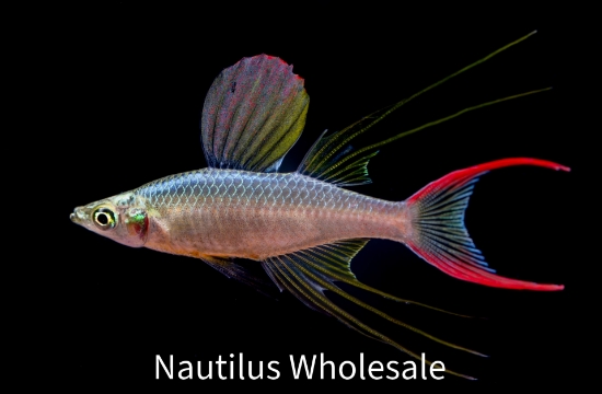 Picture of RAINBOW: FEATHERFIN