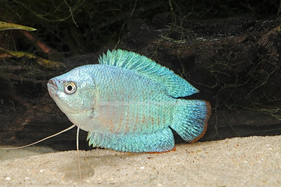 Picture of GOURAMI: POWDER BLUE DWARF *ON SPECIAL*