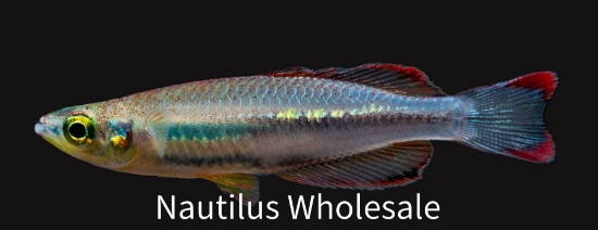 Picture of RAINBOW: MADAGASCAR REG