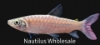 Picture of MISC: PINKTAIL CHALCEUS