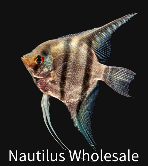 Picture of ANGEL: SILVER LG