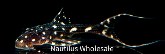 Picture of PLECO: ADONIS