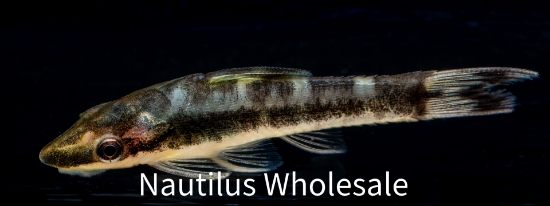 Picture of CAT: OTOCINCLUS ZEBRA