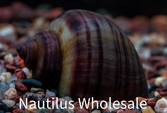 Picture of SNAIL: BLACK (NO AZ, GA, LA, ME, ID)