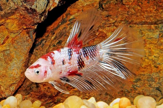 Picture of BETTA: KOI HALFMOON MALE *ON SPECIAL*