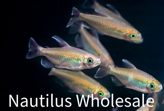 Picture of TETRA: CONGO (MIXED SEX) *ON SPECIAL*