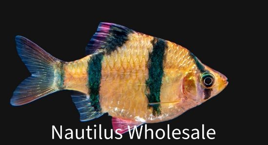 Picture of BARB: TIGER LG