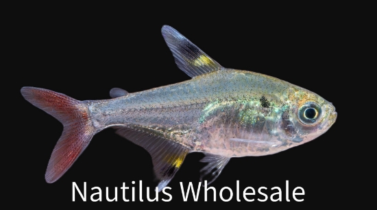 Picture of TETRA: PRISTELLA