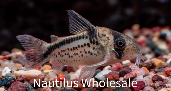 Picture of CORY: LOXOZONUS