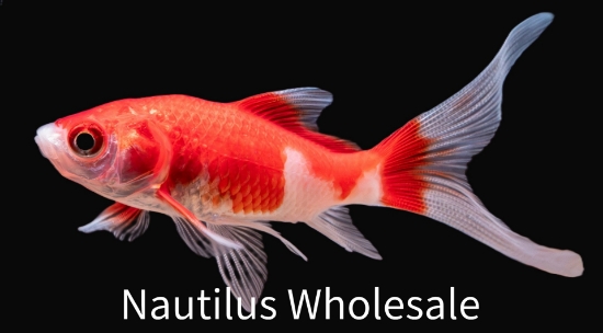 Picture of GOLDFISH: ASST FANTAIL 2-2.5"