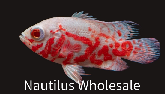 Picture of OSCAR: ALBINO RED TIGER SM 