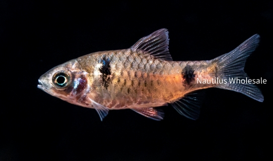 Picture of BARB: ODESSA