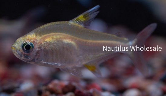 Picture of TETRA: PRISTELLA GOLD