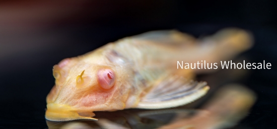 Picture of PLECO: ALBINO 2" 