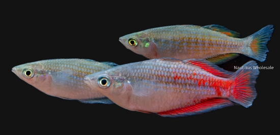 Picture of RAINBOW: PARKINSONI MD (FL BRED)