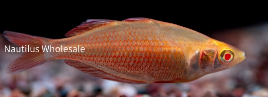 Picture of RAINBOW: MILLENIUM ORANGE ALBINO MD