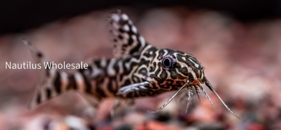 Picture of CAT: SYNO EUPTERUS 1-1.5"