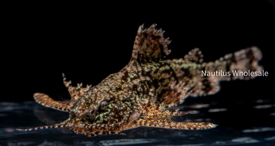 Picture of CAT: MOTH