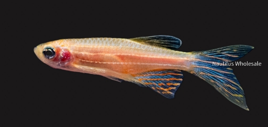 Picture of DANIO: ZEBRA GOLD L/F