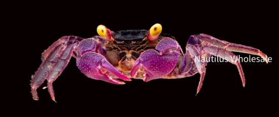 Picture of CRAB: VAMPIRE YELLOW