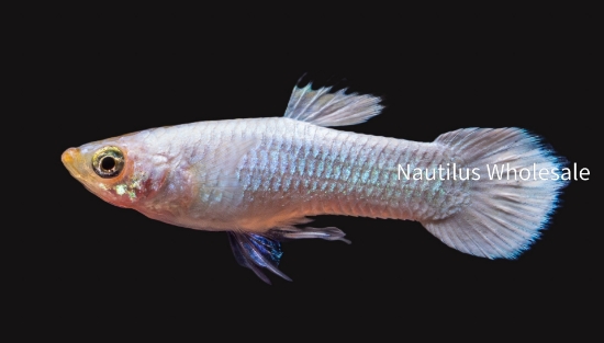 Picture of GUPPY: PLATINUM MALE