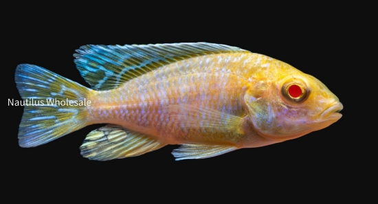 Picture of AFRICAN: ALBINO SWALLOW TAIL REG