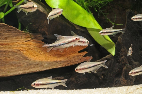 Picture of TETRA: RAINBOW *ON SPECIAL*