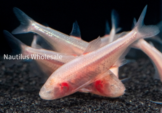 Picture of TETRA: BLIND CAVE IMPORT (NO CA ,MS) *ON SPECIAL*