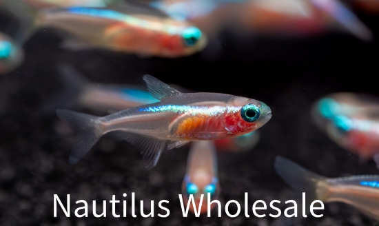 Picture of TETRA: NEON GOLD (FL) *ON SPECIAL*