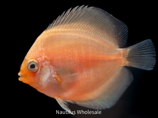 Picture of DISCUS: ASST 2-2.5"