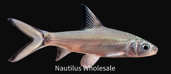 Picture of SHARK: BALA REG *ON SPECIAL*