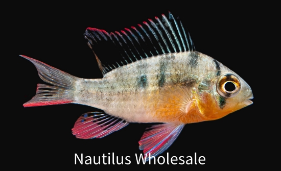 Picture of CICHLID: RAM BOLIVIAN *8 COUNT FREE FISH*