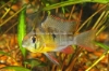 Picture of CICHLID: RAM BOLIVIAN *8 COUNT FREE FISH*