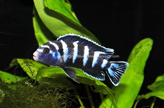 Picture of AFRICAN: MBUNA PS. DEMASONI SM *6 COUNT FREE FISH*