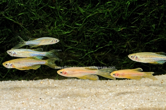 Picture of DANIO: ASST L/F *45 COUNT FREE FISH*