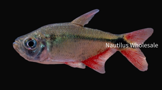 Picture of TETRA: BUENOS AIRES *ON SPECIAL*