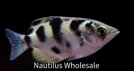 Picture of MISC: ARCHER 2" *ON SPECIAL*