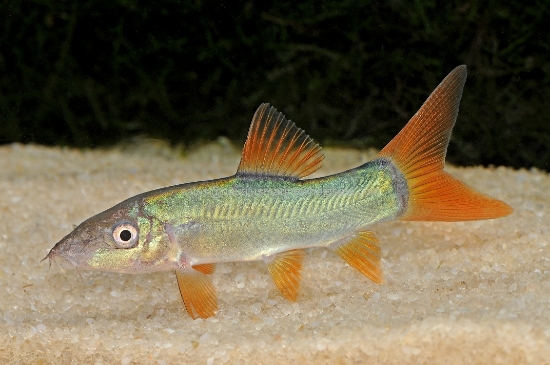 Picture of BOTIA: REDTAIL *ON SPECIAL*