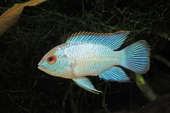 Picture of CICHLID: ACARA ELECTRIC BLUE REG (FL BRED) *5 COUNT FREE FISH*