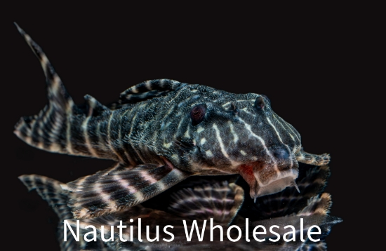 Picture of PLECO: FLASH L-204 (PERU) *ON SPECIAL*