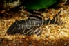 Picture of PLECO: FLASH L-204 (PERU) *ON SPECIAL*
