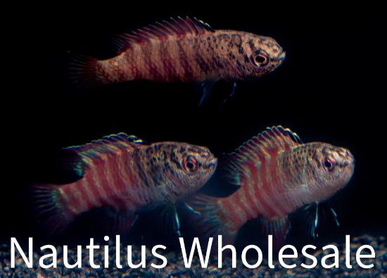 Picture of MISC: BLACK TIGER BADIS *8 COUNT FREE FISH*