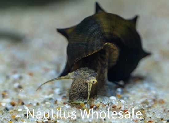 Picture of SNAIL: PAGODA *9 COUNT FREE "FISH"*