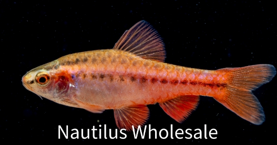 Picture of BARB: CHERRY  *25 COUNT FREE FISH*