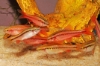 Picture of BARB: CHERRY  *24 COUNT FREE FISH*