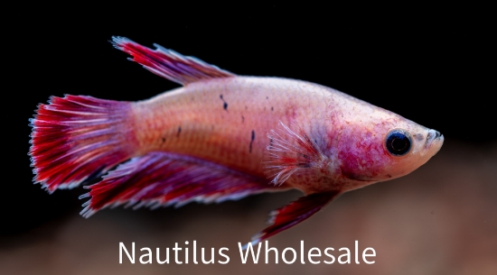 Picture of BETTA: HALFMOON FEMALE *ON SPECIAL*
