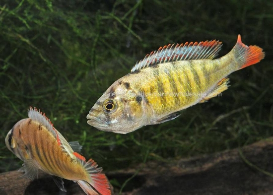 Picture of AFRICAN: HAP TOMATO MALE MD *2 COUNT FREE FISH*