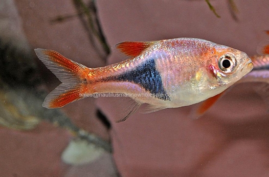 Picture of RASBORA: HET. (FL) *14 COUNT FREE FISH*