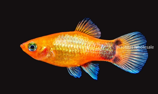 Picture of PLATY: M/M SUNSET *20 COUNT FREE FISH*